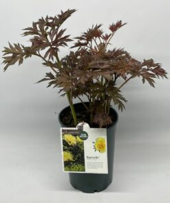 Alternative view of Paeonia Itoh - Piwonia Itoh Bartzella