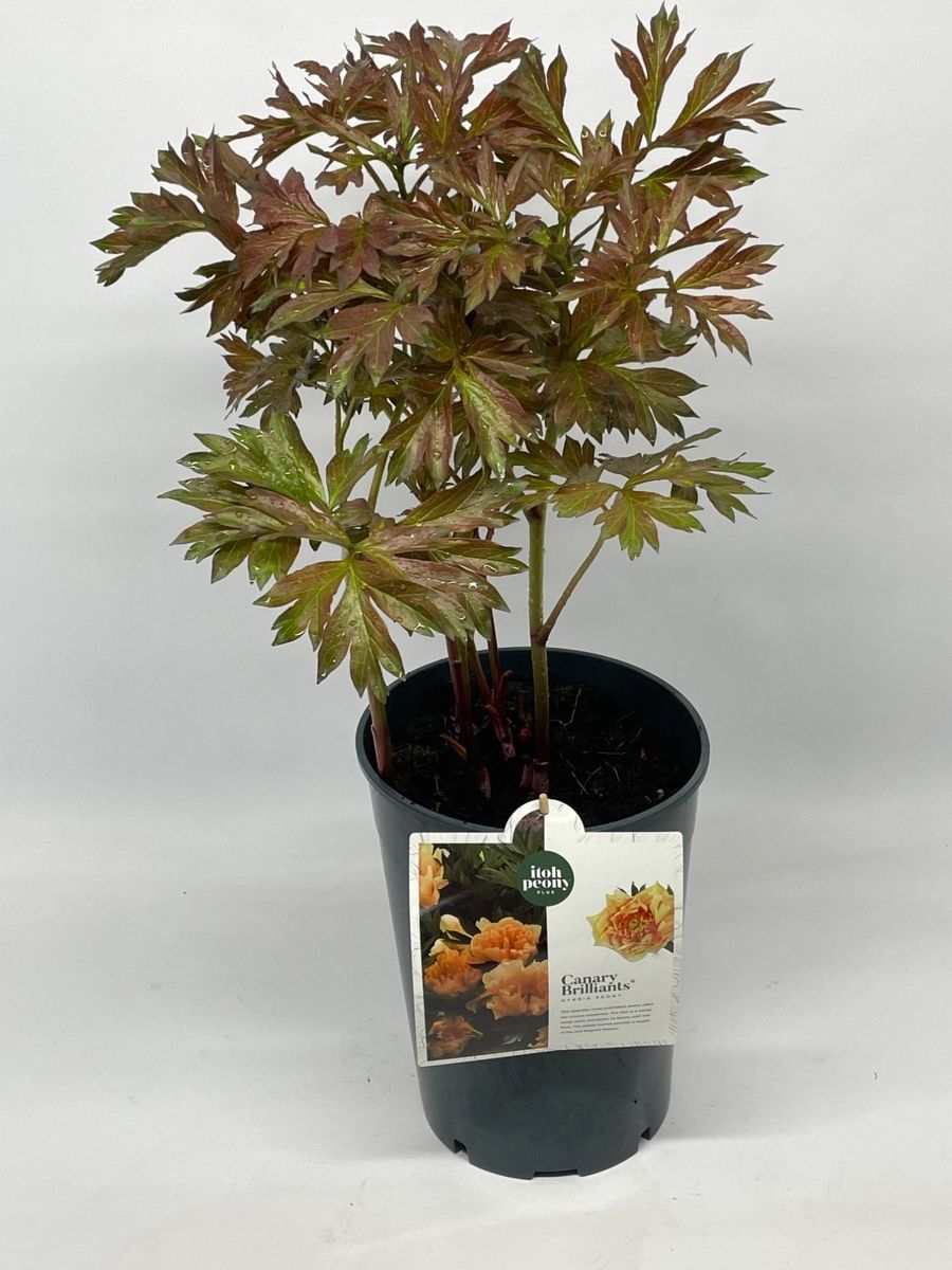 Paeonia Itoh - Piwonia Itoh Canary Brilliant - obrazek 4