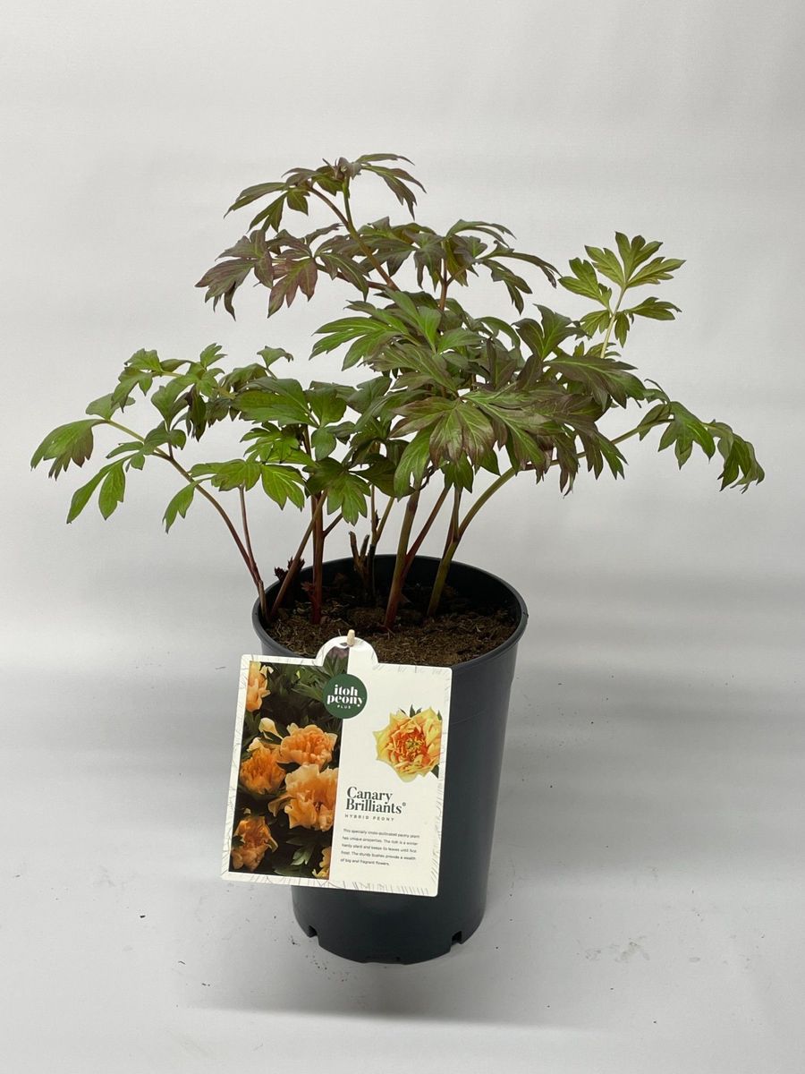Paeonia Itoh - Piwonia Itoh Canary Brilliant - obrazek 3
