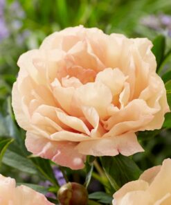 Paeonia Itoh - Piwonia Itoh Canary Brilliant