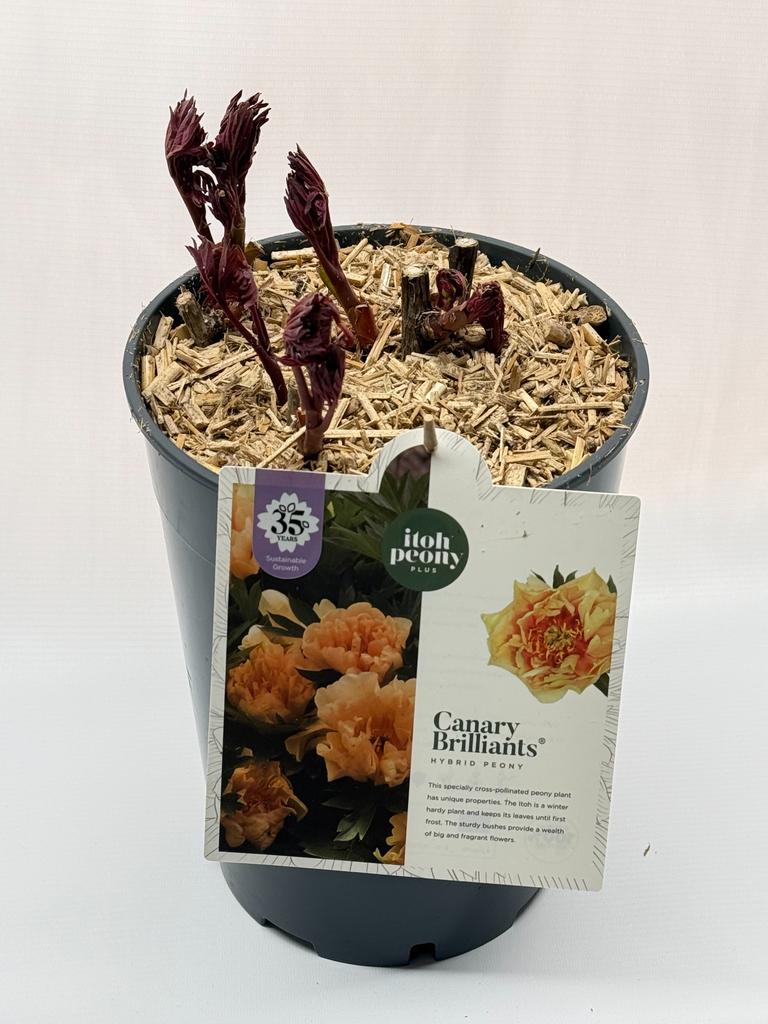 Paeonia Itoh - Piwonia Itoh Canary Brilliant - obrazek 2