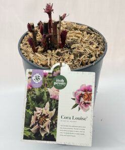 Alternative view of Paeonia Itoh - Piwonia Itoh Cora Louise