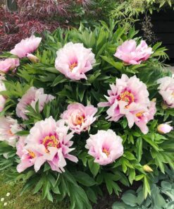 Paeonia Itoh - Piwonia Itoh Cora Louise