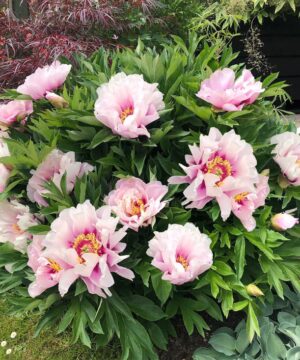 Paeonia Itoh - Piwonia Itoh Cora Louise