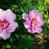 Paeonia Itoh - Piwonia Itoh First Arrival