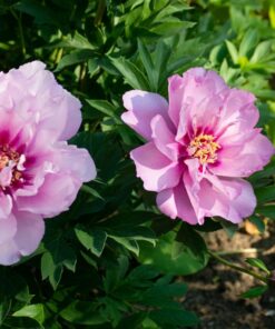 Paeonia Itoh - Piwonia Itoh First Arrival