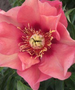 Paeonia Itoh - Piwonia Itoh Old Rose Dandy