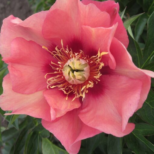 Paeonia Itoh – Piwonia Itoh Old Rose Dandy – Sklep roslinyabramczuk.pl
