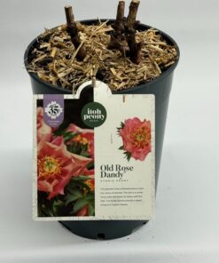 Alternative view of Paeonia Itoh - Piwonia Itoh Old Rose Dandy