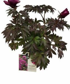 Alternative view of Paeonia Itoh - Piwonia Itoh Pink Ardour