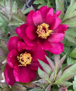 Paeonia Itoh - Piwonia Itoh Pink Ardour