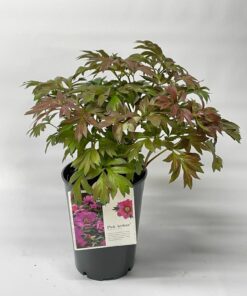 Alternative view of Paeonia Itoh - Piwonia Itoh First Arrival