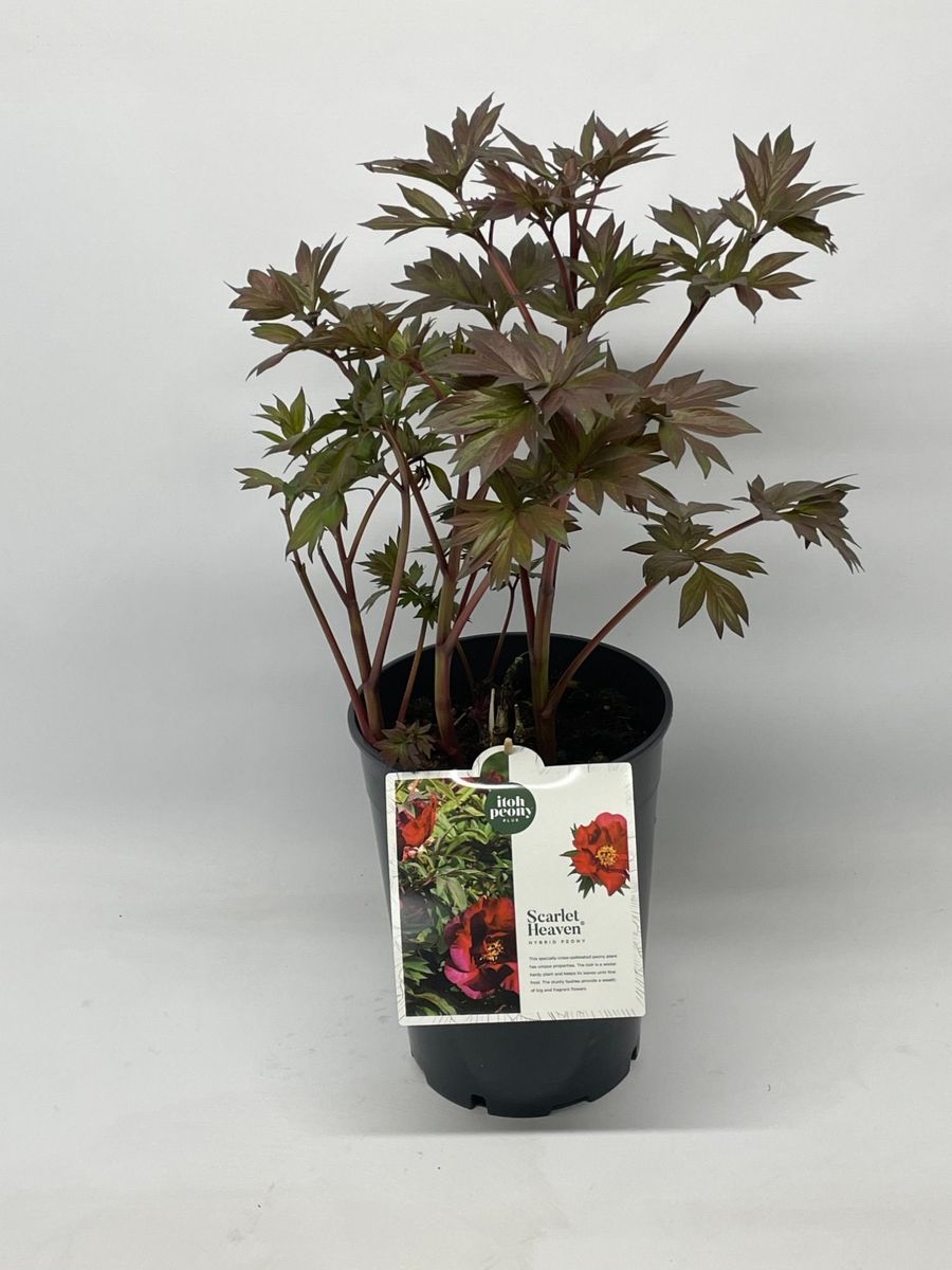 Paeonia Itoh - Piwonia Itoh Scarlet Heaven - obrazek 3