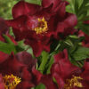 Paeonia Itoh - Piwonia Itoh Scarlet Heaven
