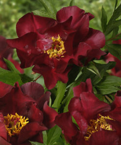 Paeonia Itoh - Piwonia Itoh Scarlet Heaven