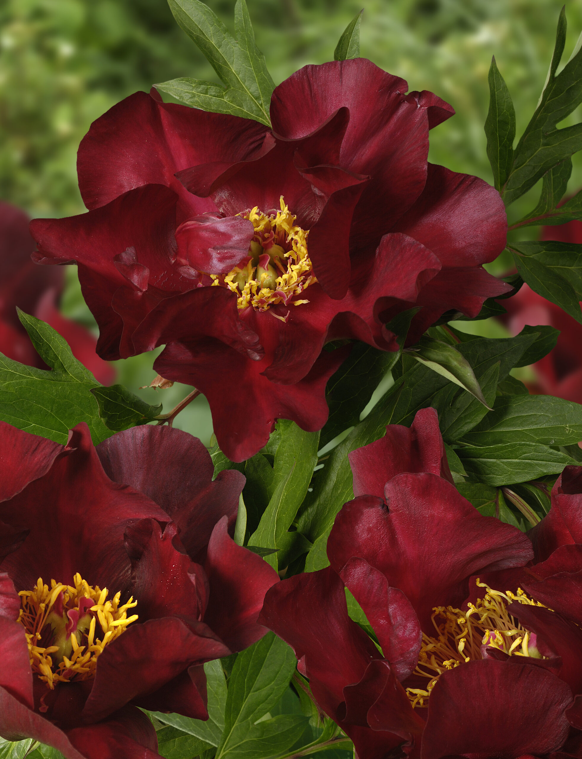 Paeonia Itoh - Piwonia Itoh Scarlet Heaven