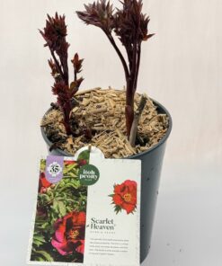 Alternative view of Paeonia Itoh - Piwonia Itoh Scarlet Heaven