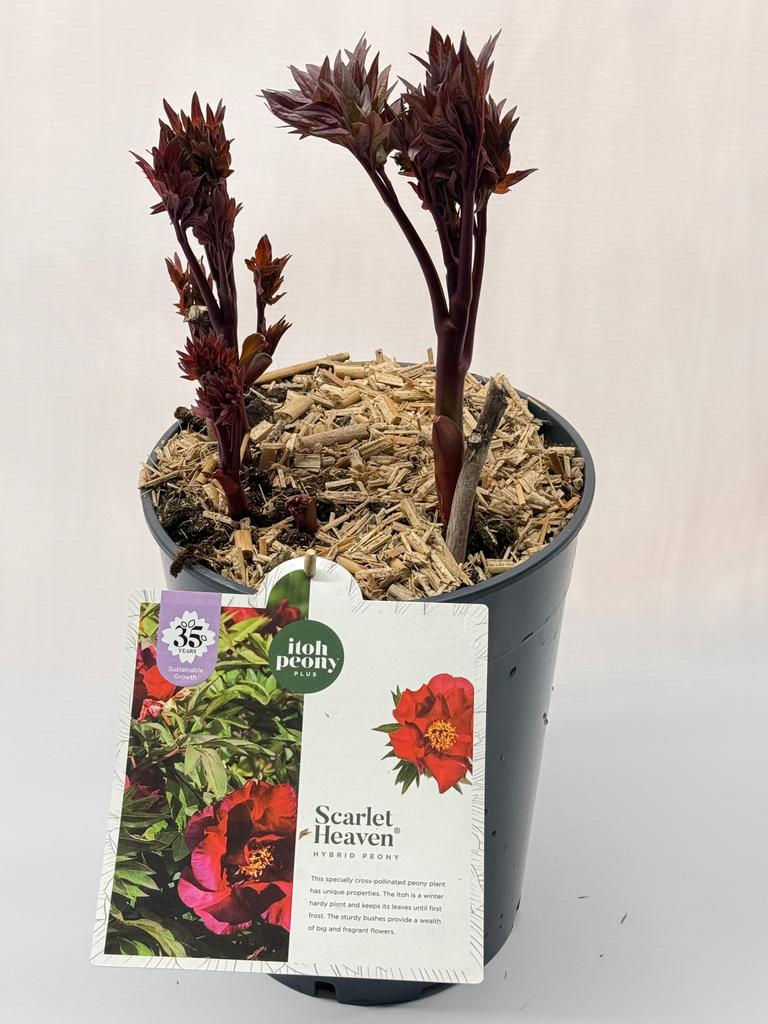 Paeonia Itoh - Piwonia Itoh Scarlet Heaven - obrazek 2