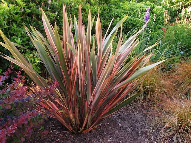 Phormium - Len Nowozelandzki Flamingo - obrazek 3