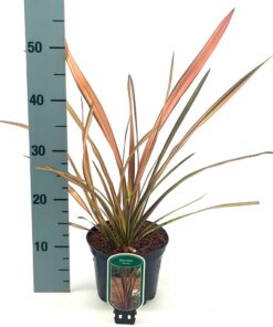 Phormium - Len Nowozelandzki Flamingo