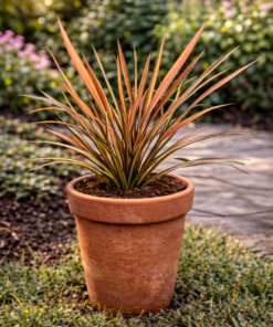 Alternative view of Phormium - Len Nowozelandzki Flamingo