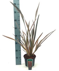 Phormium - Len Nowozelandzki Rainbow Queen