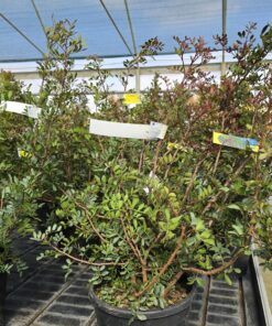 Alternative view of Pistacia Lentischius - Pistacja