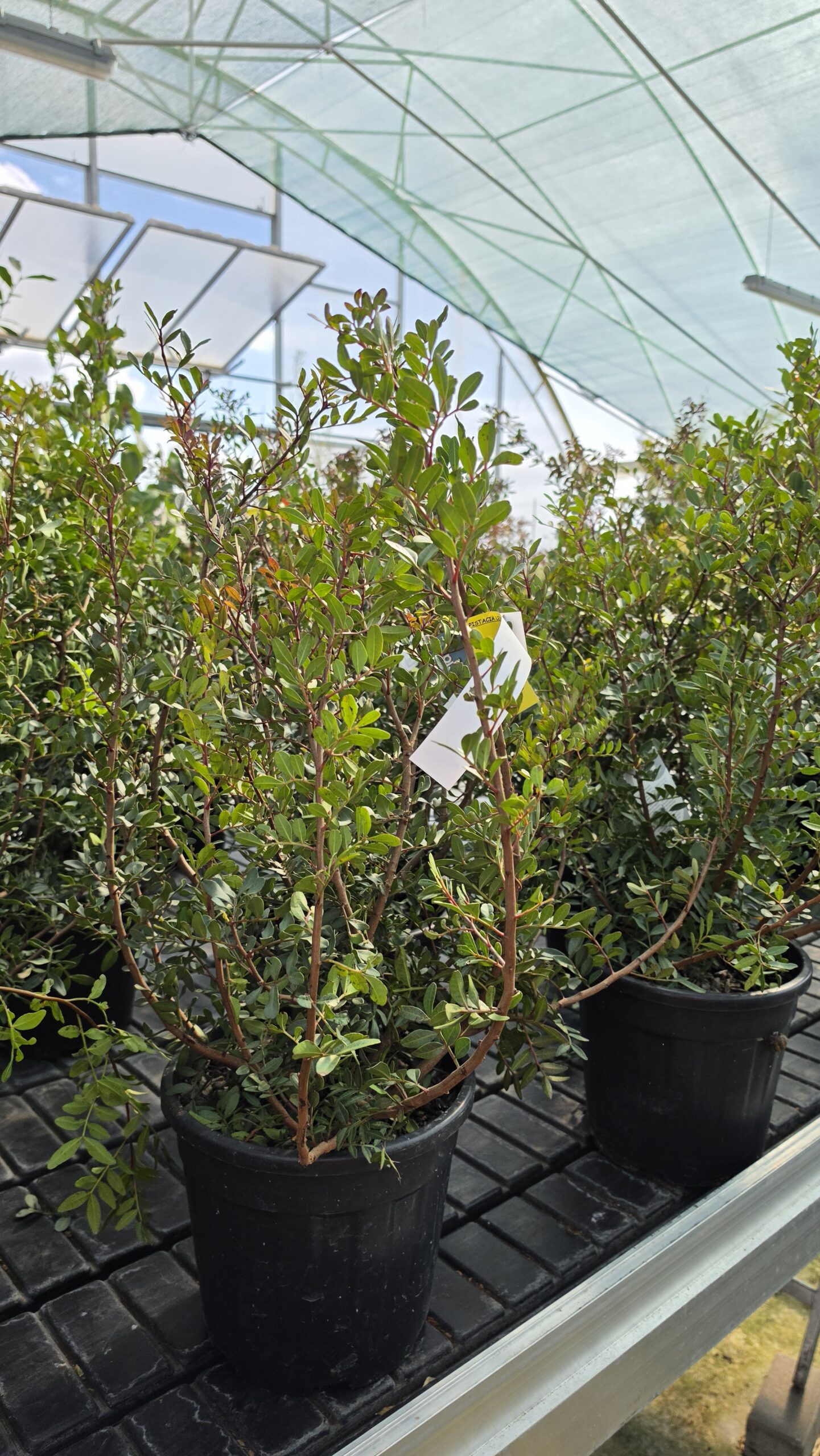 Pistacia Lentischius - Pistacja - obrazek 3