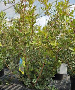 Pistacia Lentischius - Pistacja