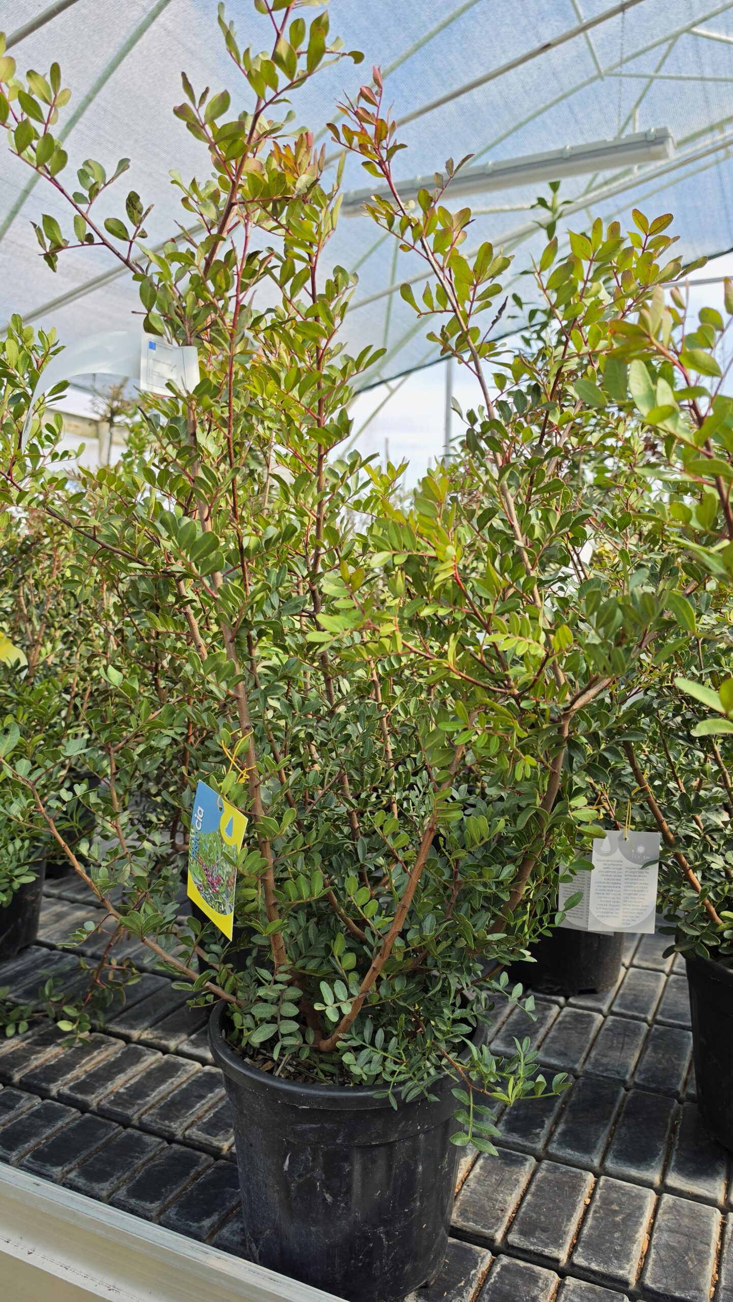 Pistacia Lentischius - Pistacja