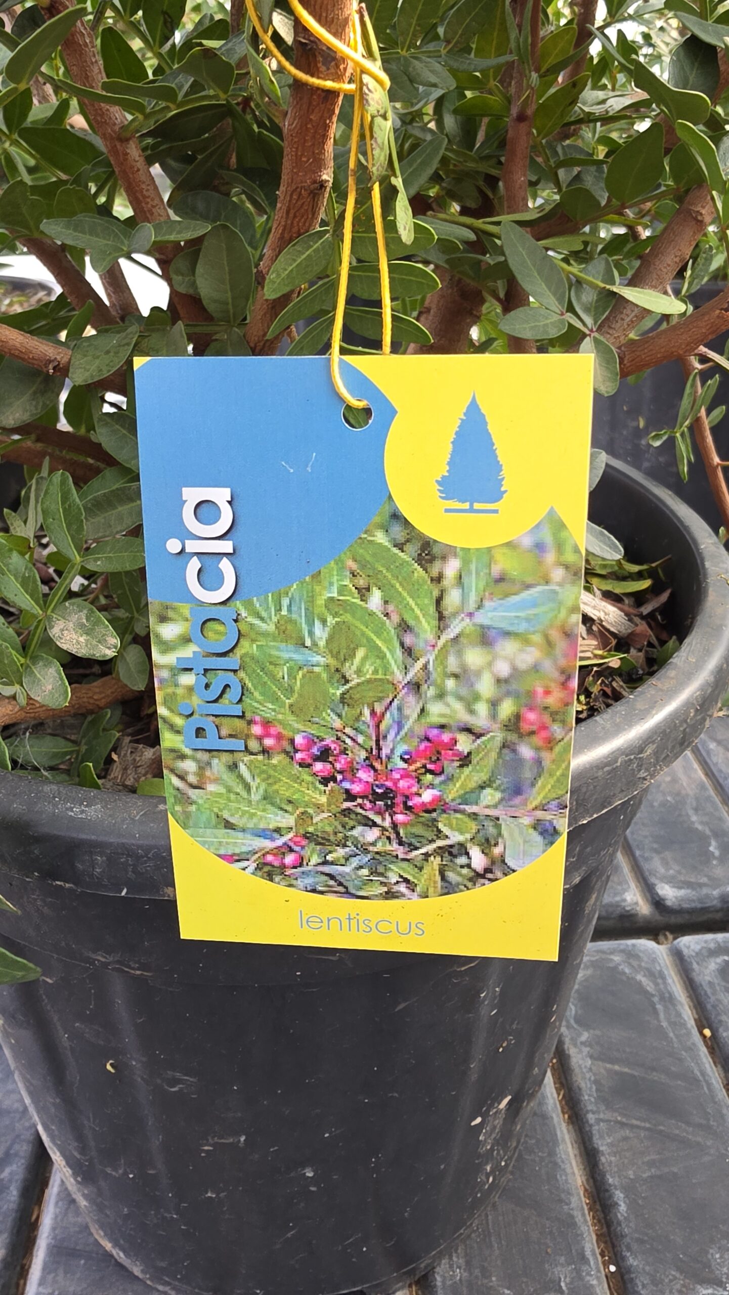 Pistacia Lentischius - Pistacja - obrazek 4