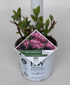 Hydrangea arborescens - Hortensja Ruby Annabelle