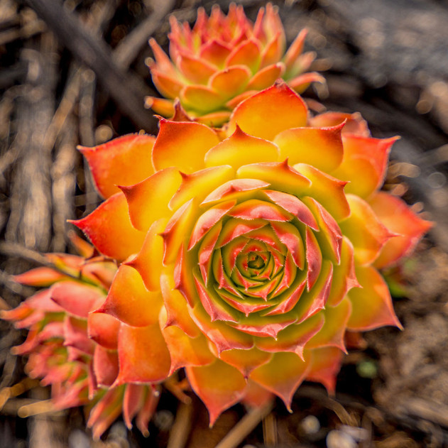 Sempervivum - Rojnik Chick Charms Gold Nugget - obrazek 2