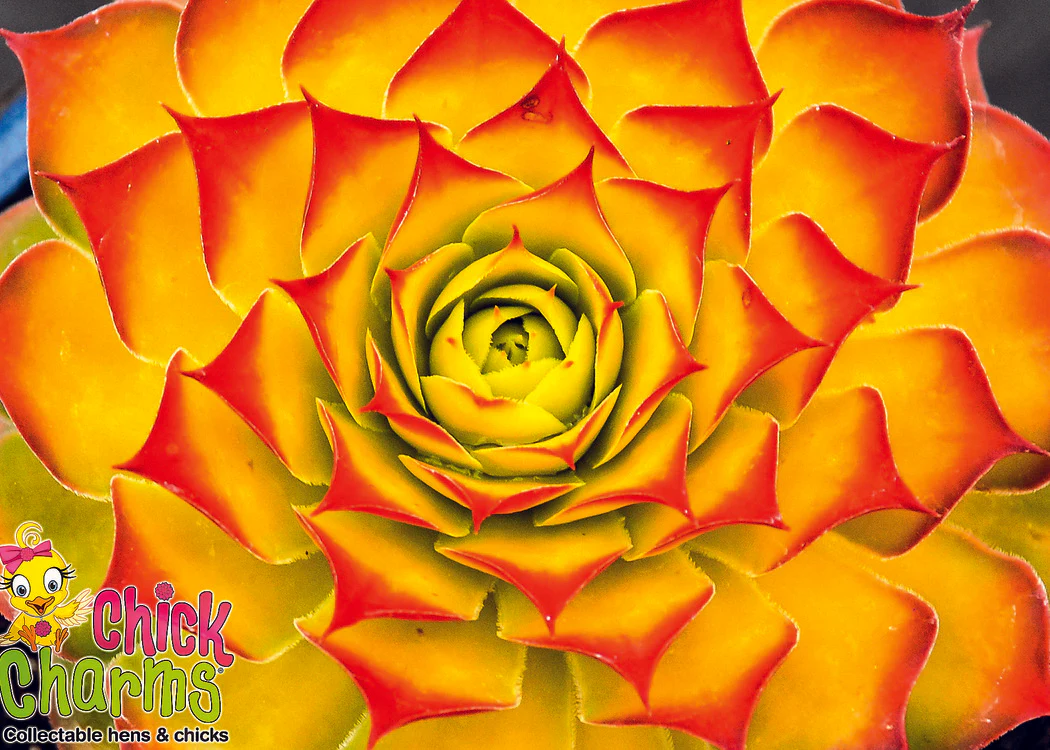 Sempervivum - Rojnik Chick Charms Gold Nugget