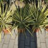Yucca filamentosa - Juka karolińska Colour Guard