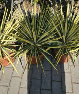 Yucca filamentosa - Juka karolińska Colour Guard
