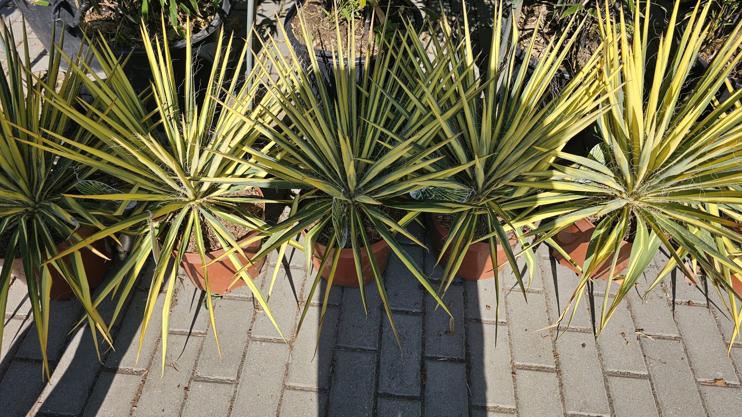 Yucca filamentosa - Juka karolińska Colour Guard