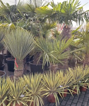 Alternative view of Yucca filamentosa - Juka karolińska Colour Guard