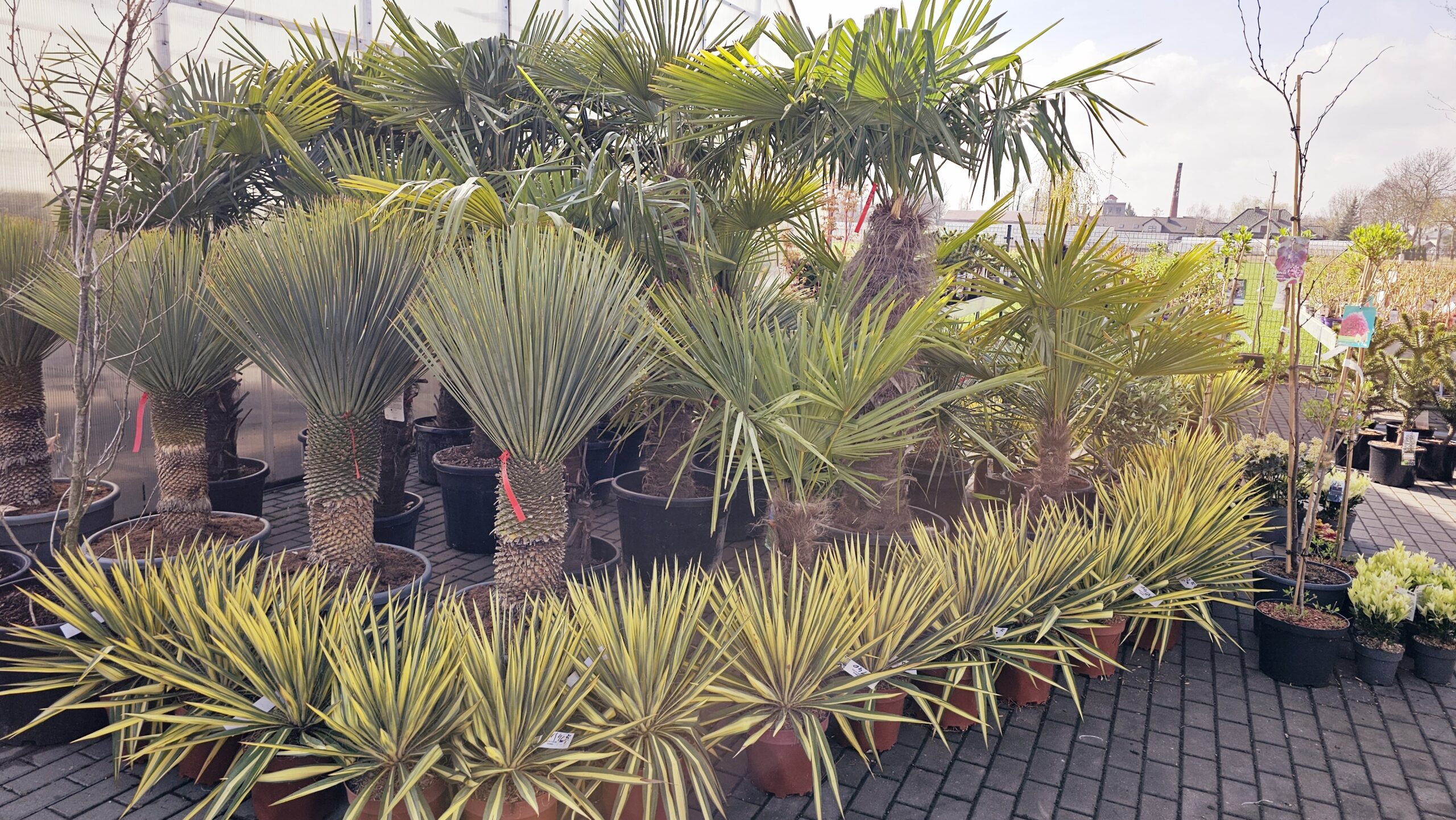 Yucca filamentosa - Juka karolińska Colour Guard - obrazek 2