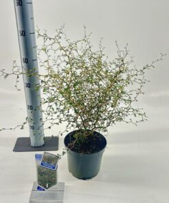 Sophora prostrata - Perełkowiec drobnolistny Little Baby