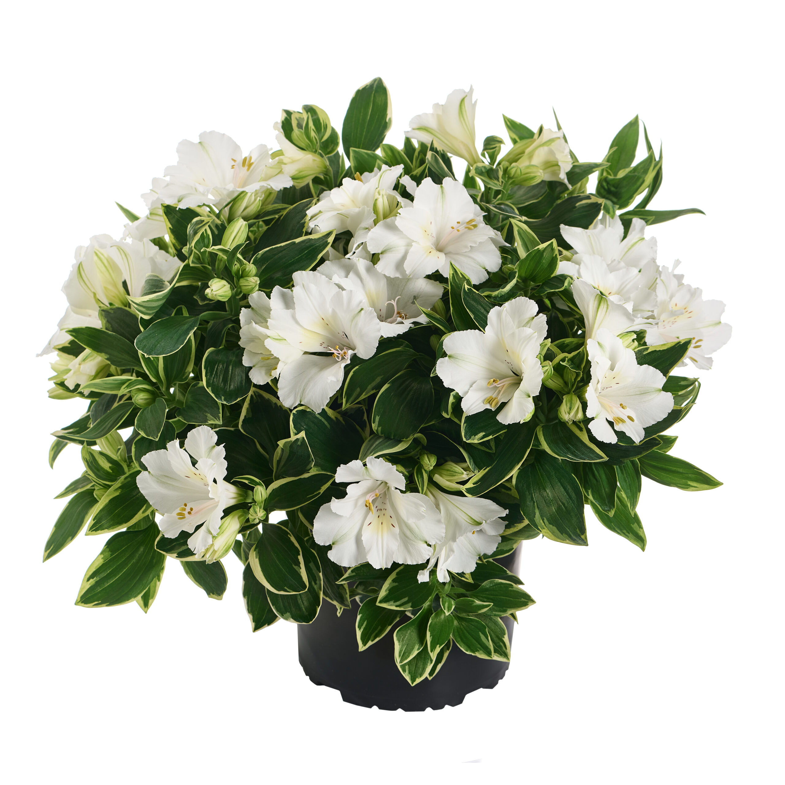 Alstroemeria aurosa - Alstremeria złocista Claressa Wysyłka od 20.04.26