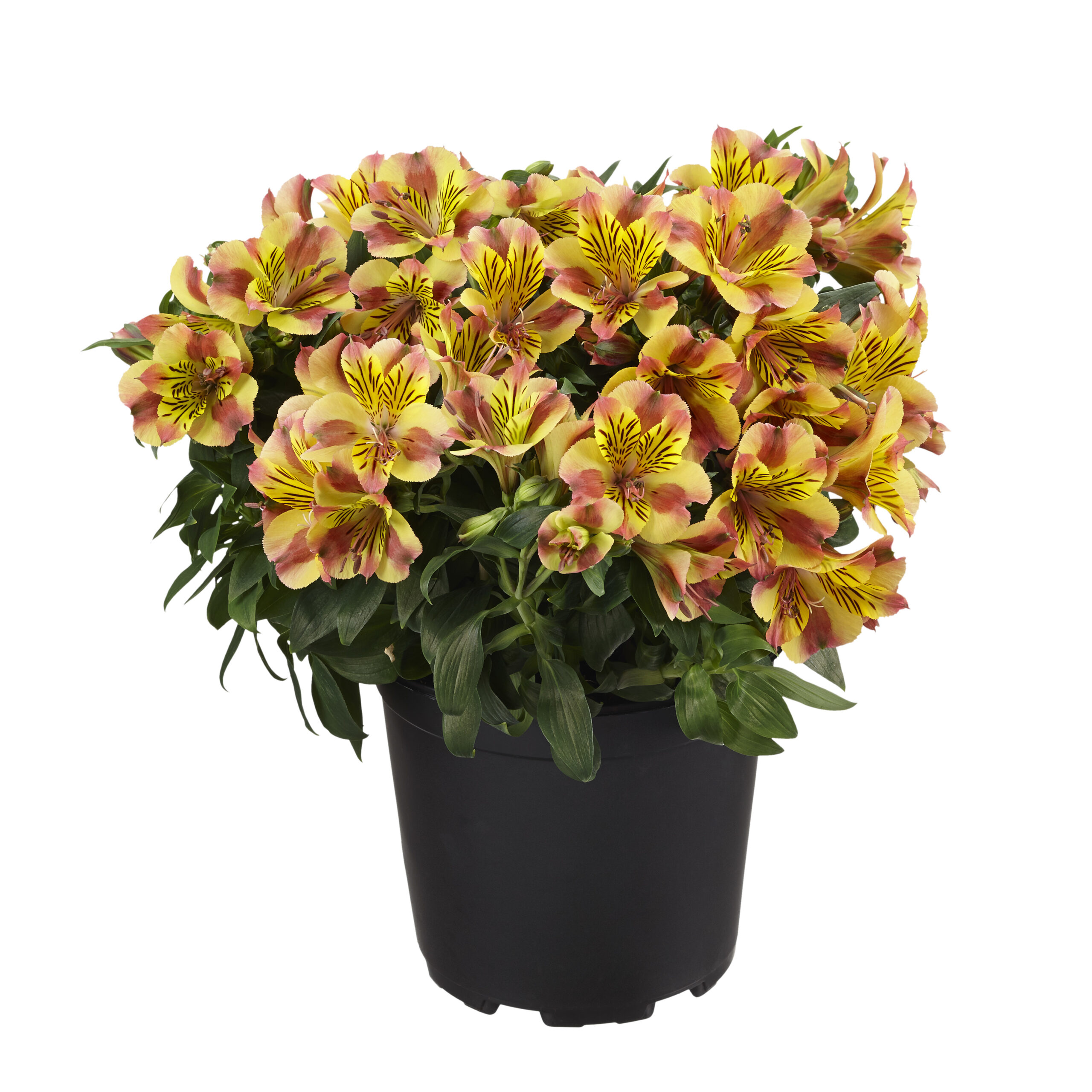 Alstroemeria aurosa - Alstremeria złocista Diana Wysyłka od 20.04.26
