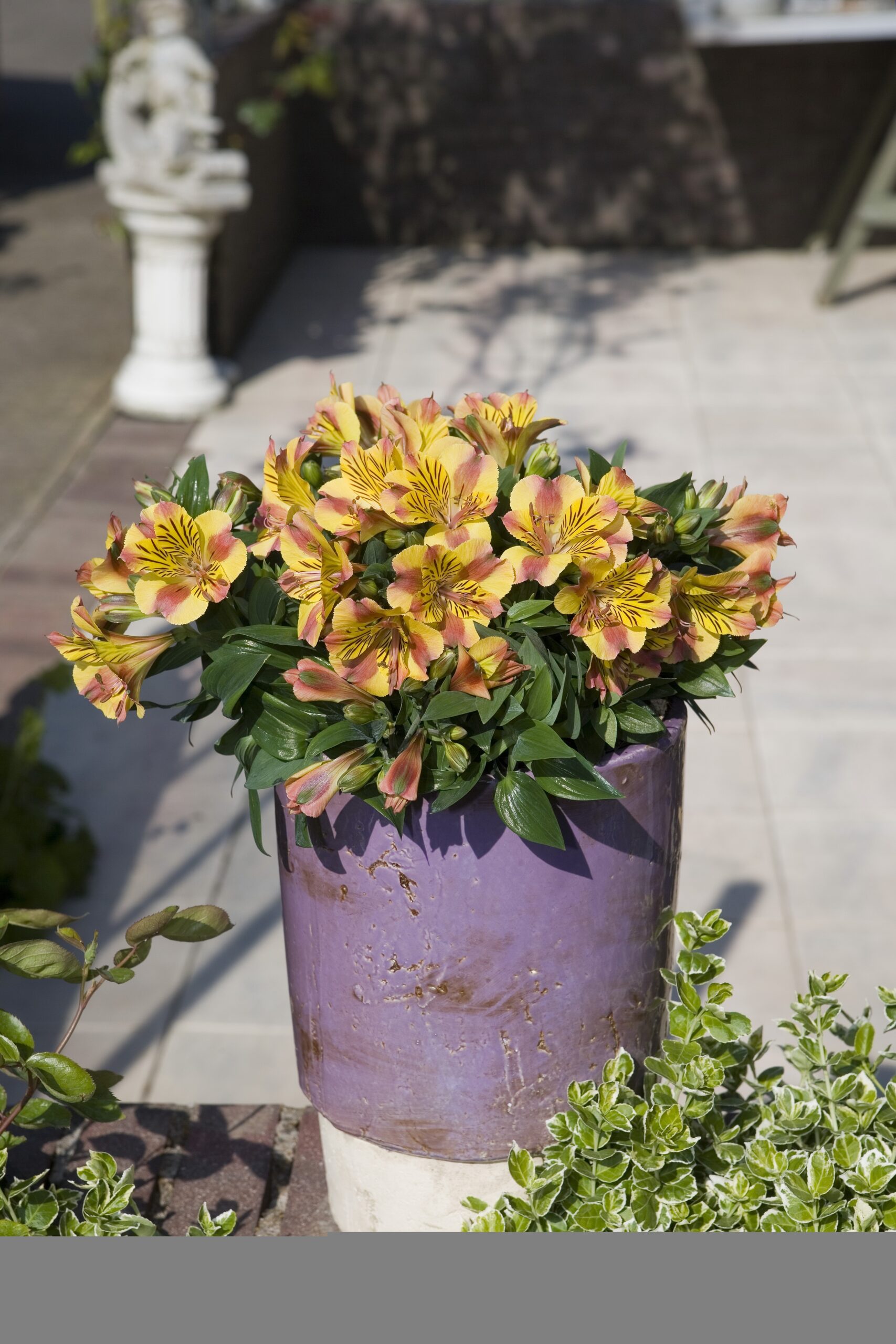 Alstroemeria aurosa - Alstremeria złocista Diana Wysyłka od 20.04.26 - obrazek 2