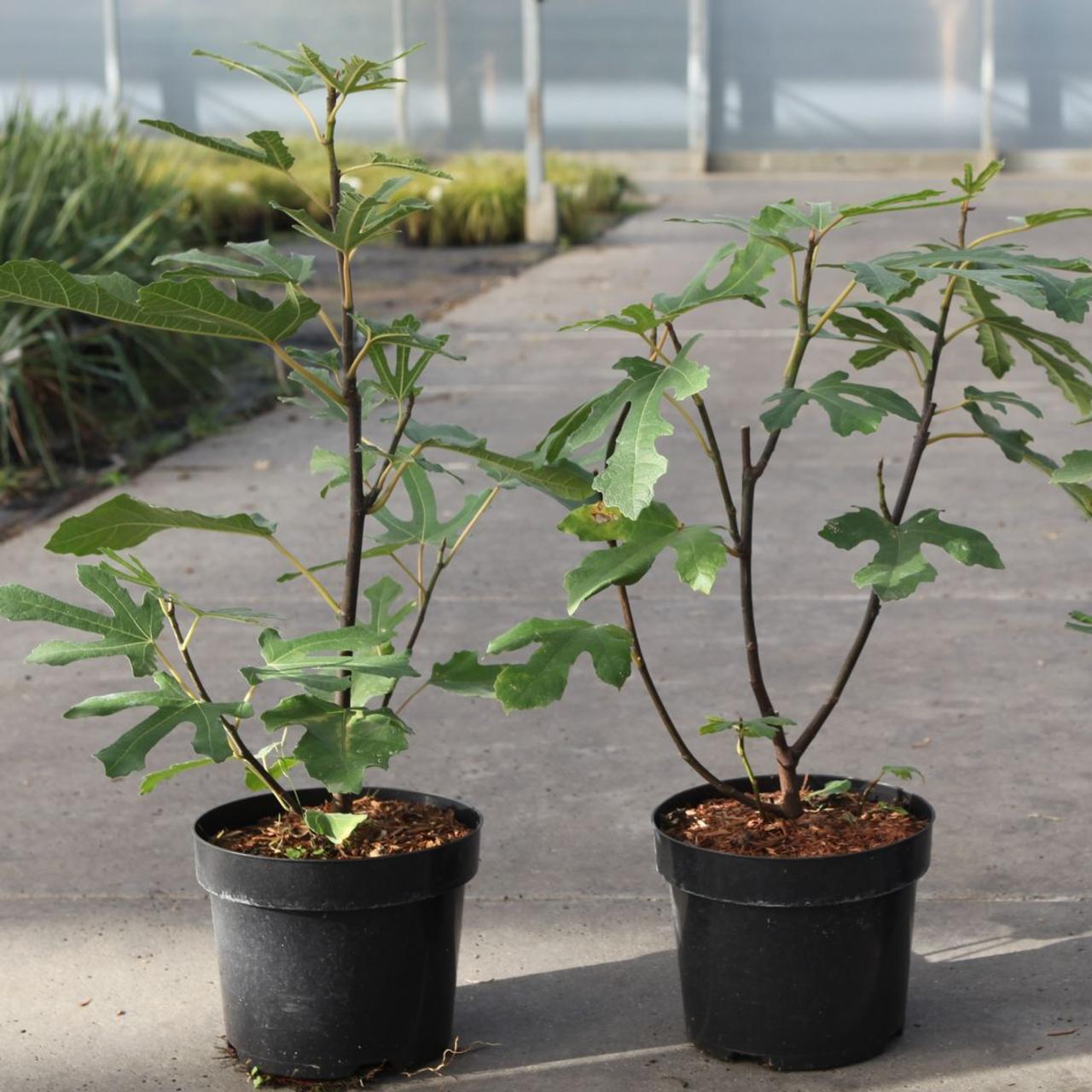 Ficus carica - Figowiec właściwy Little Miss Figgy - obrazek 3