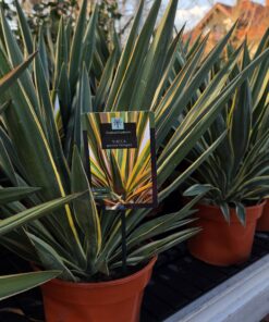 Yucca gloriosa - Juka gloriosa Variegata