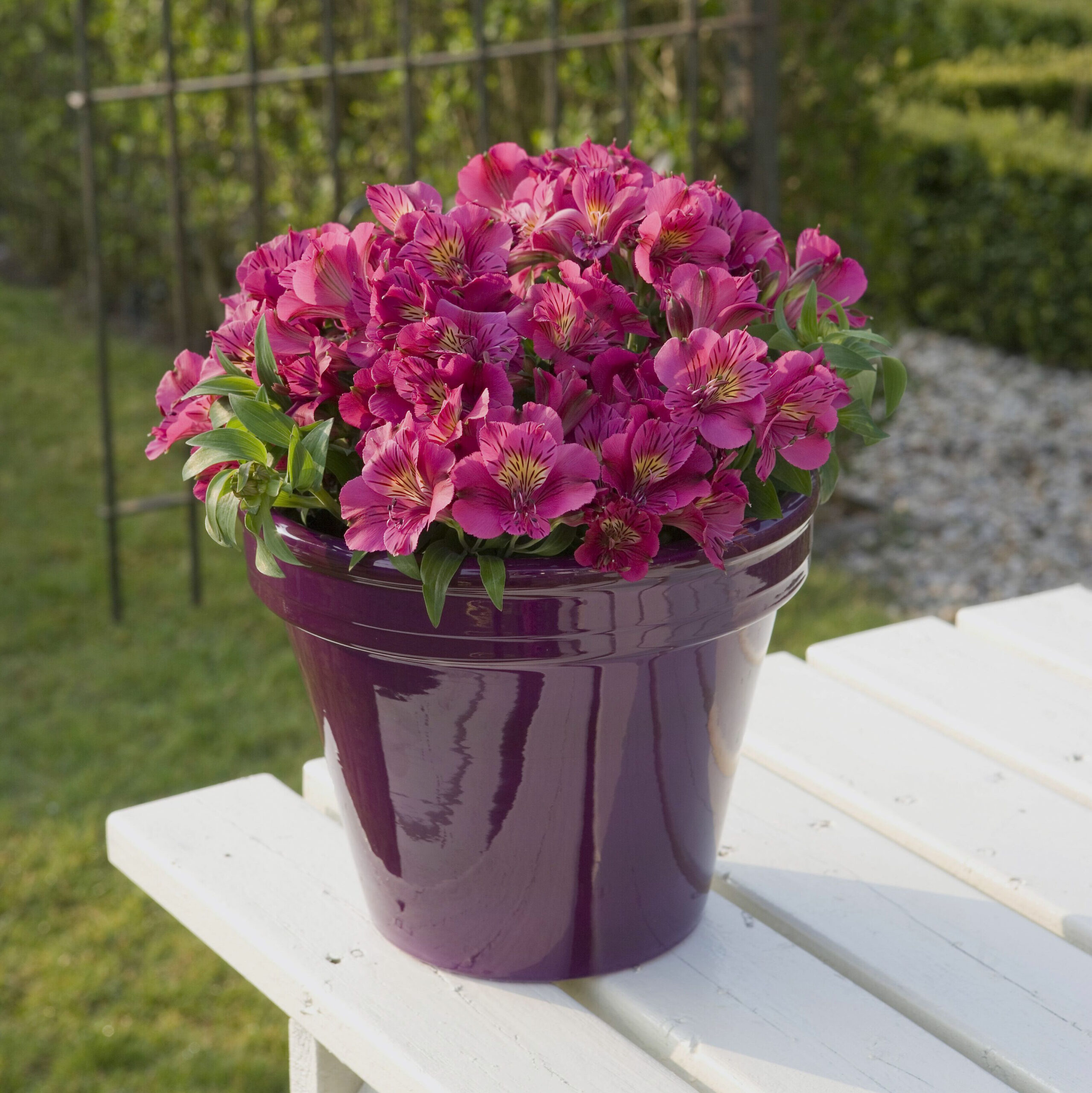 Alstroemeria aurosa - Alstremeria złocista Louise Wysyłka od 20.04.26 - obrazek 2