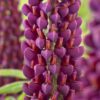 Lupinus – Łubin Westcountry Masterpiece