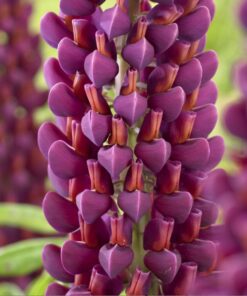 Lupinus – Łubin Westcountry Masterpiece