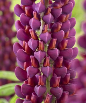 Lupinus – Łubin Westcountry Masterpiece