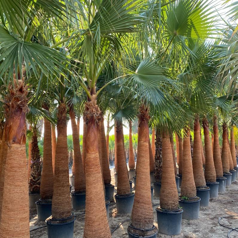 Sklep roslinyabramczuk.pl